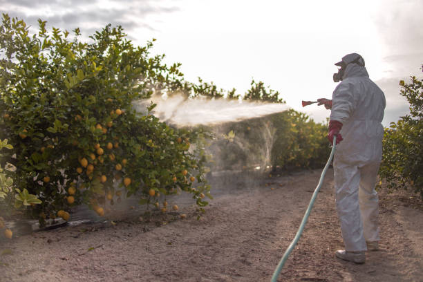 Best Bed Bug Extermination  in Hilltop, MN