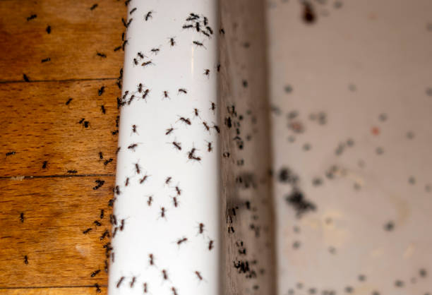 Best Pest Removal Services  in Hilltop, MN